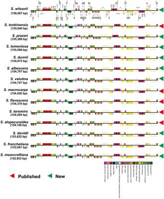 Comparative Chloroplast Genomics of Sophora Species: Evolution and Phylogenetic Relationships in the Early-Diverging Legume Subfamily Papilionoideae (Fabaceae)